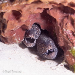 Two heads are better than one!
Canon 5D2 with 17-70L @ 4... by Brad Trostad 